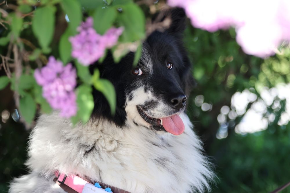 Eine schelmisch guckende schwarz- weiße Hündin inmitten von lila Flieder. 