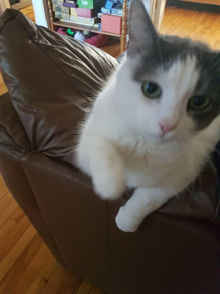 A picture of Domino the wonder cat