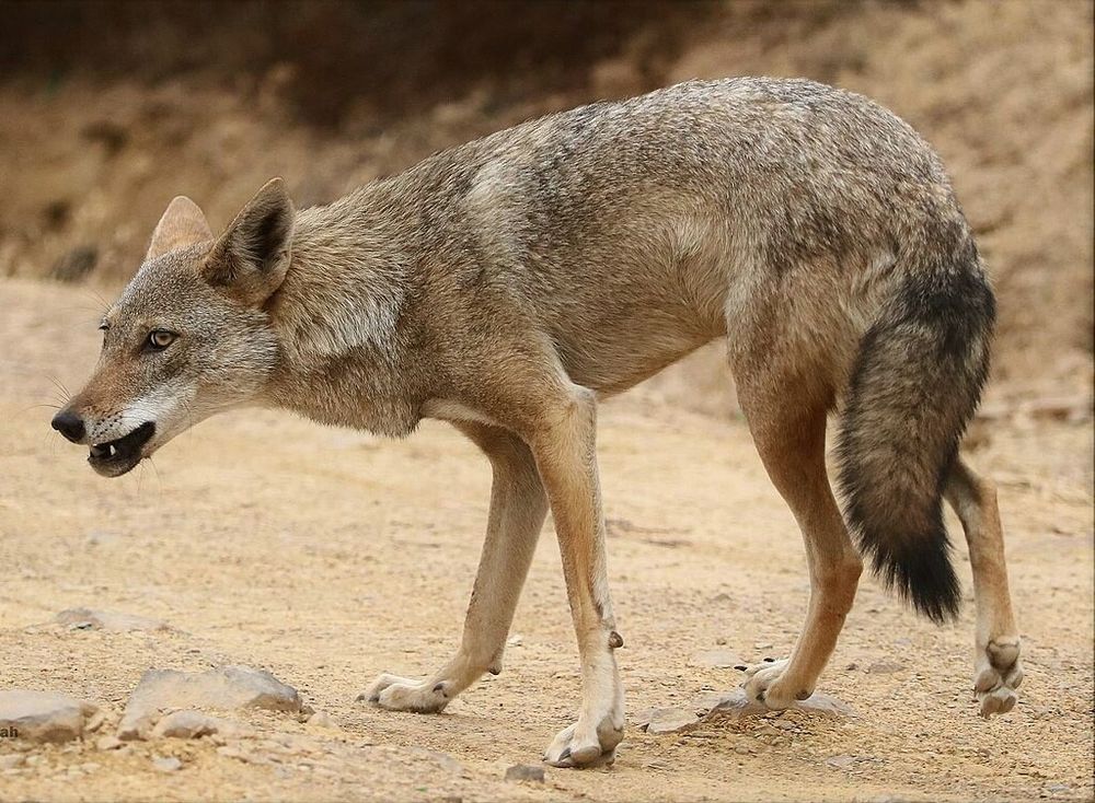 African Grey Wolf (Which is distinct from the the African Golden Wolf/Jackal). More wolf-looking. Short haired, grey and tan body with black tipped tail. 
