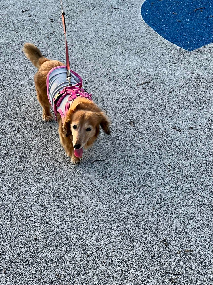 歩くミニチュアダックスフンド犬。落ちているのは干からびたミミズ。大量！