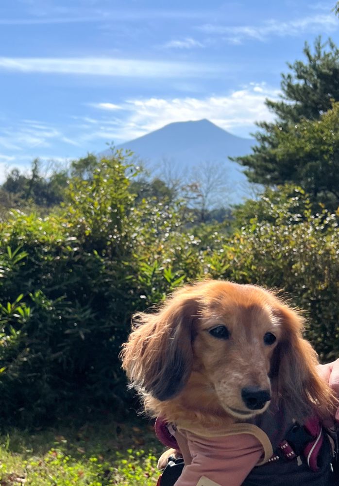 岩手山とダックス犬。