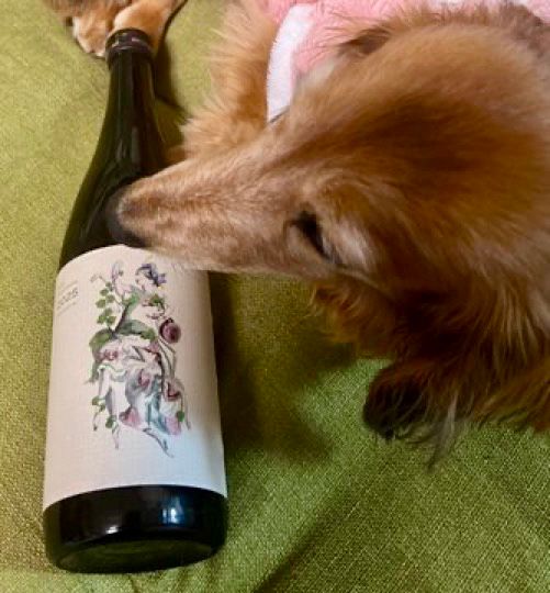 地酒とミニチュアダックスフンド犬。