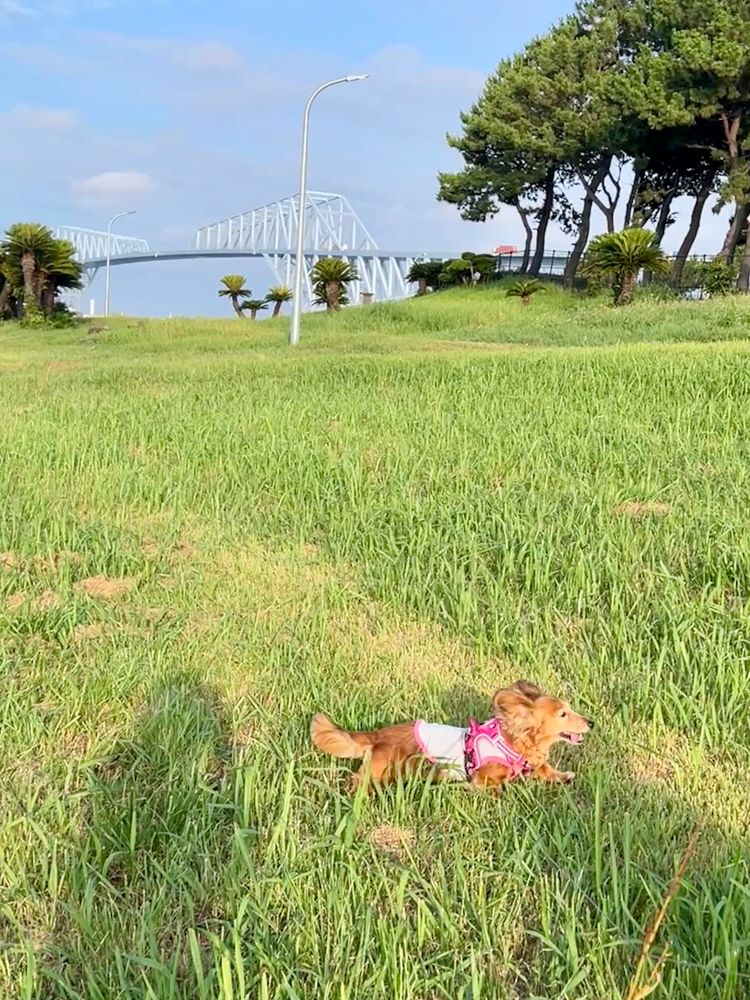 遠くに東京ゲートブリッジ。