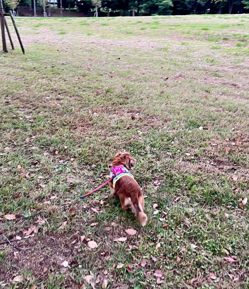 辰巳の森緑道の芝生広場とダックス犬。
