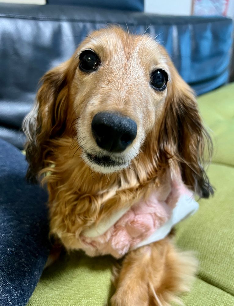 こちらを見ているミニチュアダックスフンド犬のアップ。