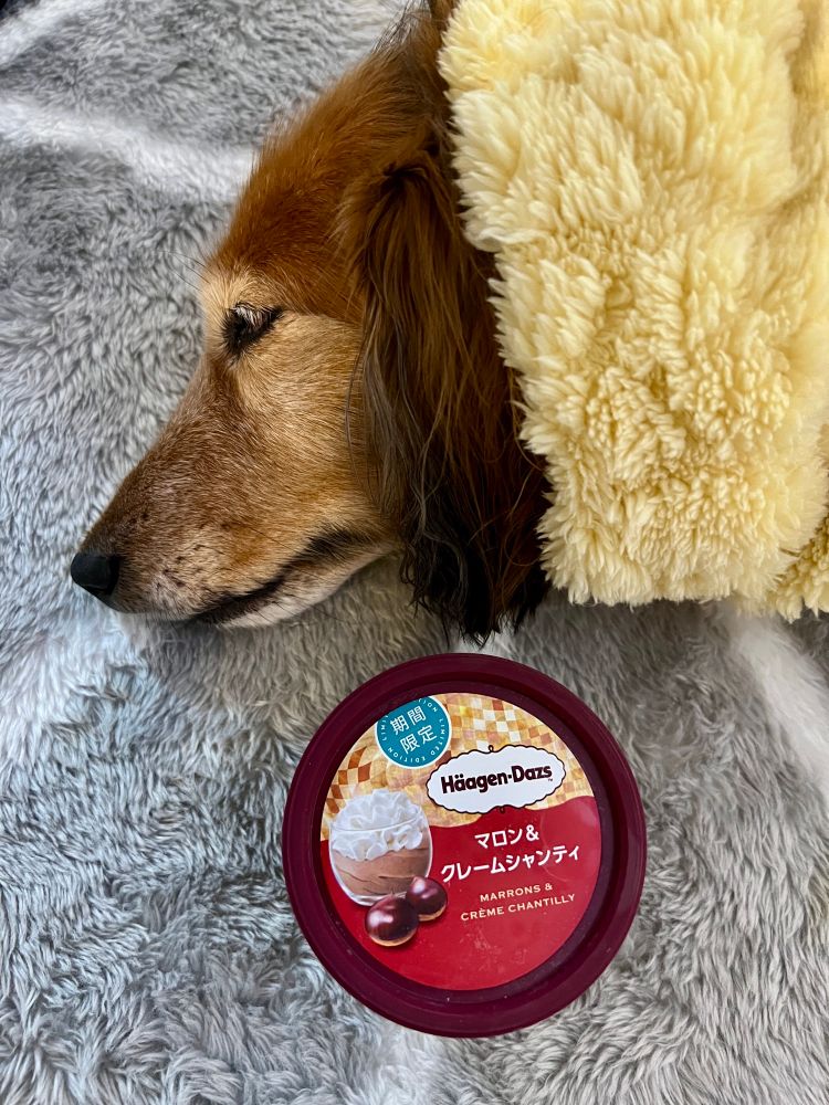 アイスクリームとミニチュアダックスフンド犬。