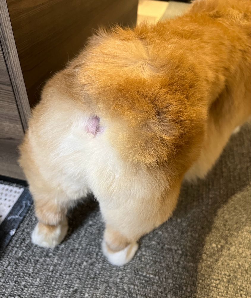 シャンプーしたてのコーギーのお尻。