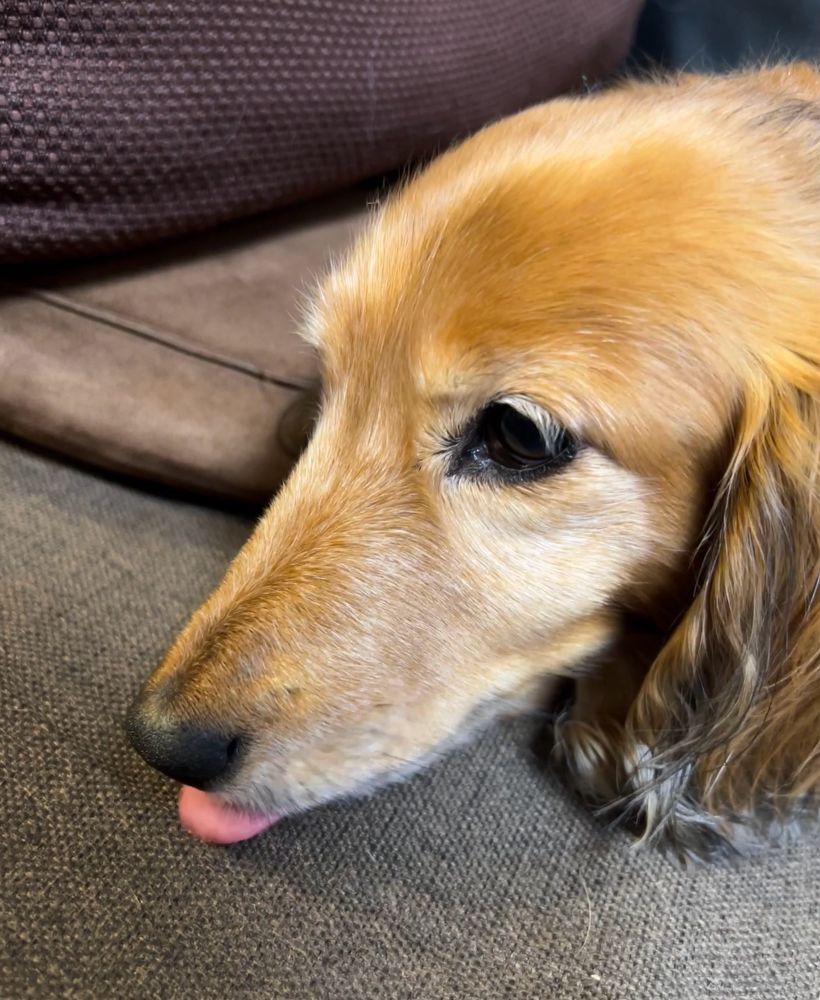 舌をチラッと出すダックス犬。