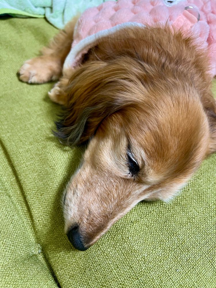 寝ているミニチュアダックスフンド犬。