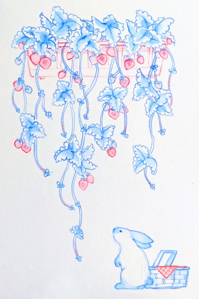Water soluble color pencil drawing of a rabbit looking up at potted strawberry runners
