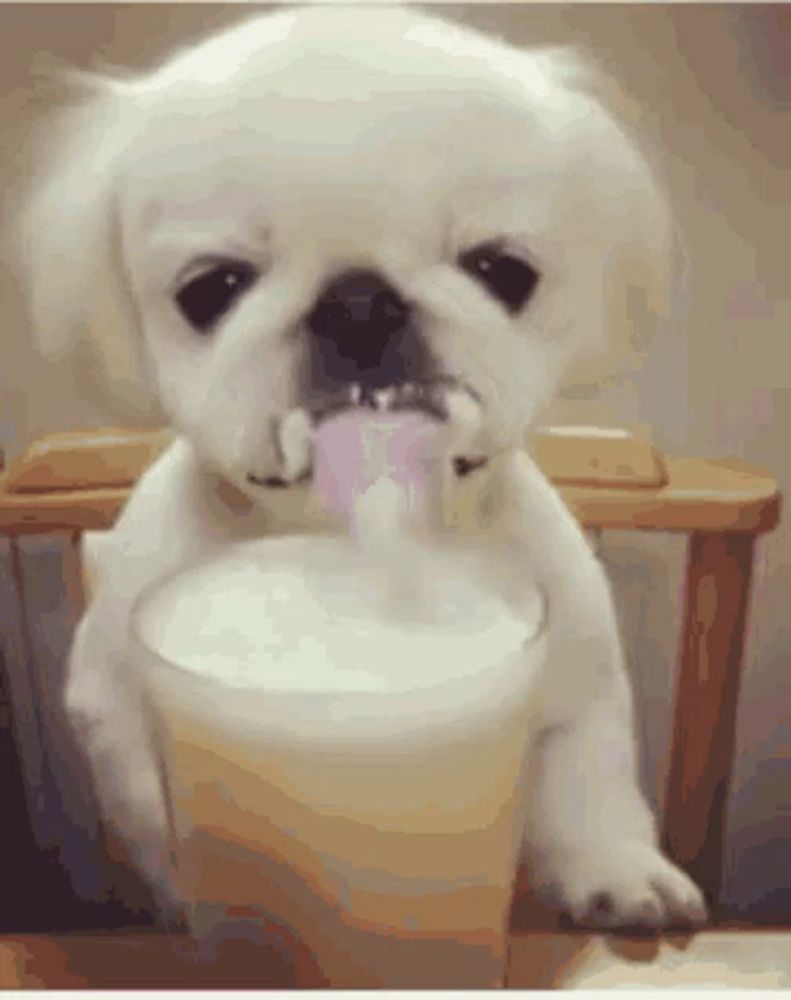 a white puppy is drinking from a cup with its tongue out