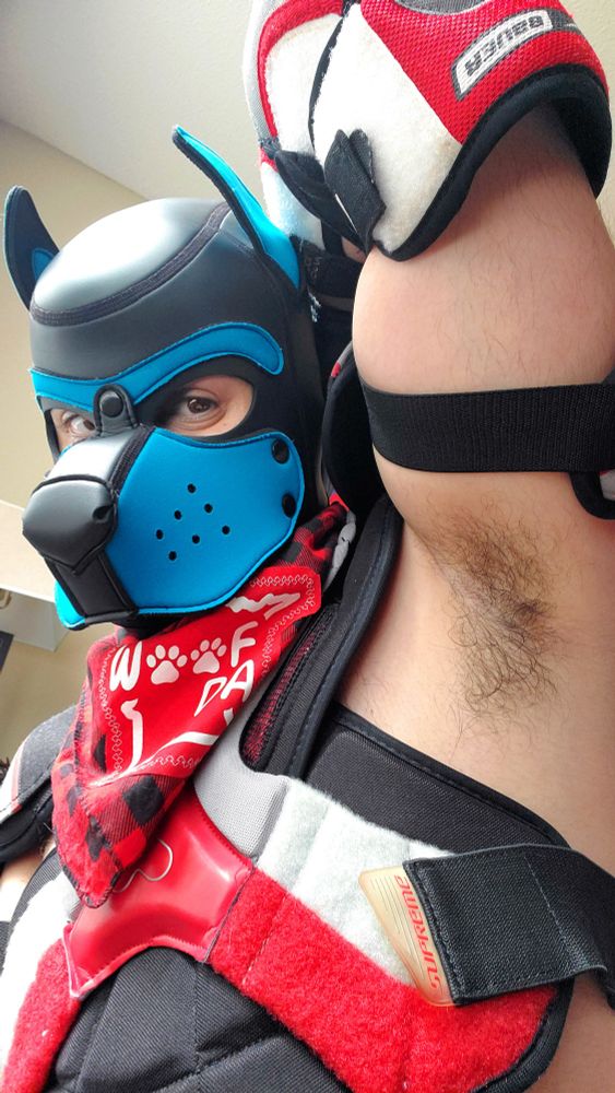 Pup Strøm in hockey gear, showing off pit