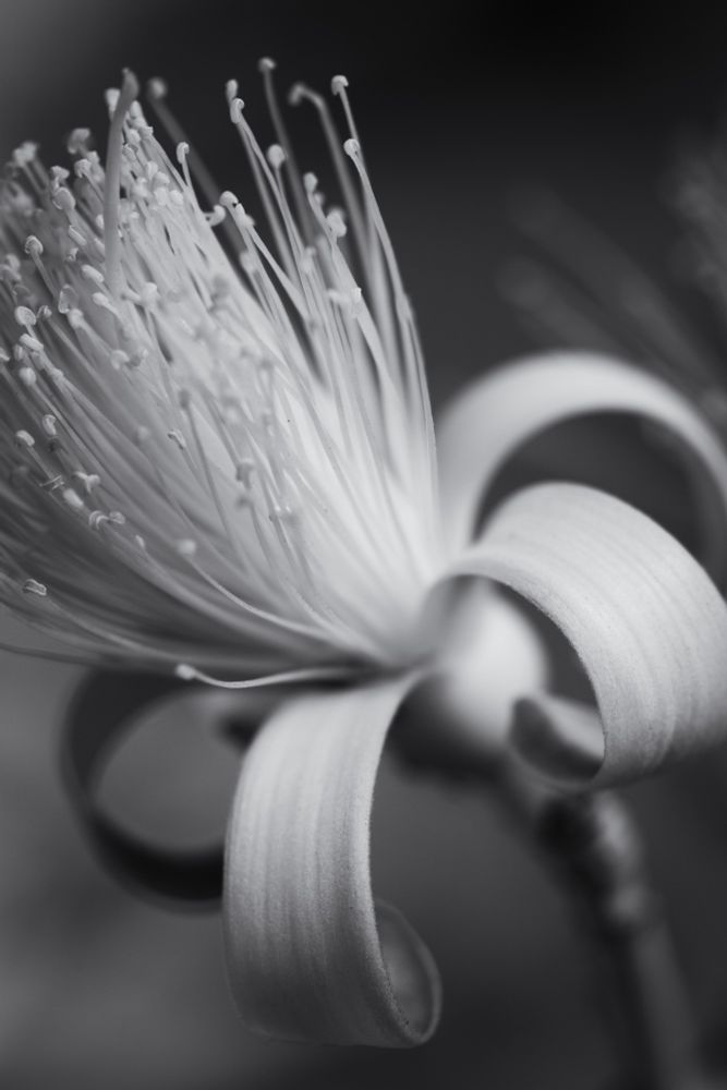 Digital infrared close-up of flower with many stamens surrounded by what appear to be tepals