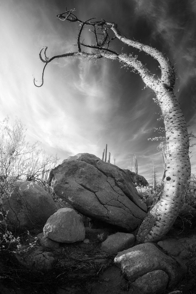 Black and white digital infrared image of boojum, Catavina, Baja California, Mexico.
