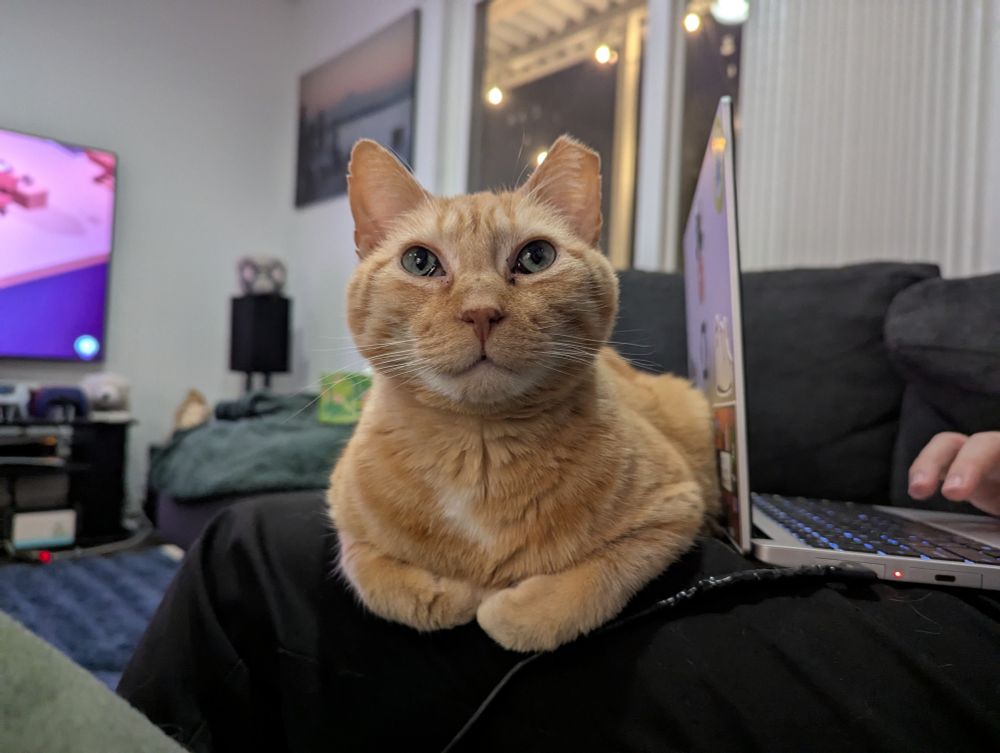 orange tabby sitting with his arms folded and looking slightly up like an angel