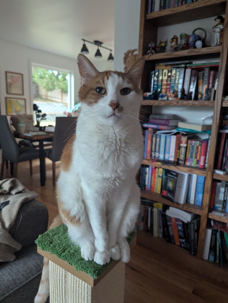 white and ginger cat standing on a pedestal with his feet all tidy in a row