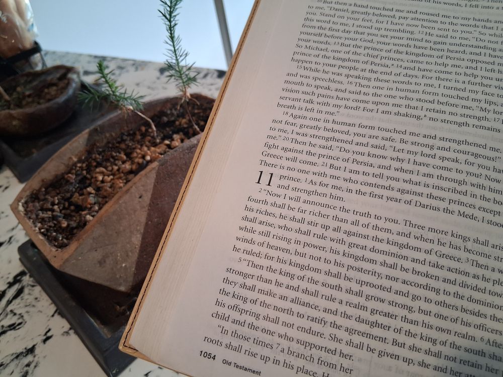 bible open to Daniel chapter 11. to the left of the bible is a small bonsai pot with two small pine trees from the front yard where I used to live. background is a faux marble counter top.