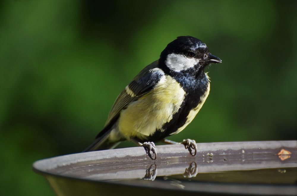 Photo d'une Mésange charbonnière posée sur le bord d'une gamelle remplie d'eau. Le fond de l'image est vert flou, indiquant de la végétation en arrière-plan. 

Image par Ralph de Pixabay.