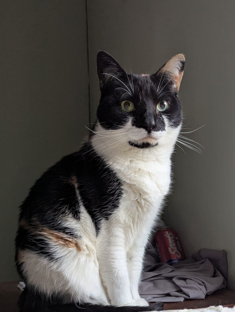 A picture of my calico cat, Holly, sitting pretty. She's looking at the camera. 