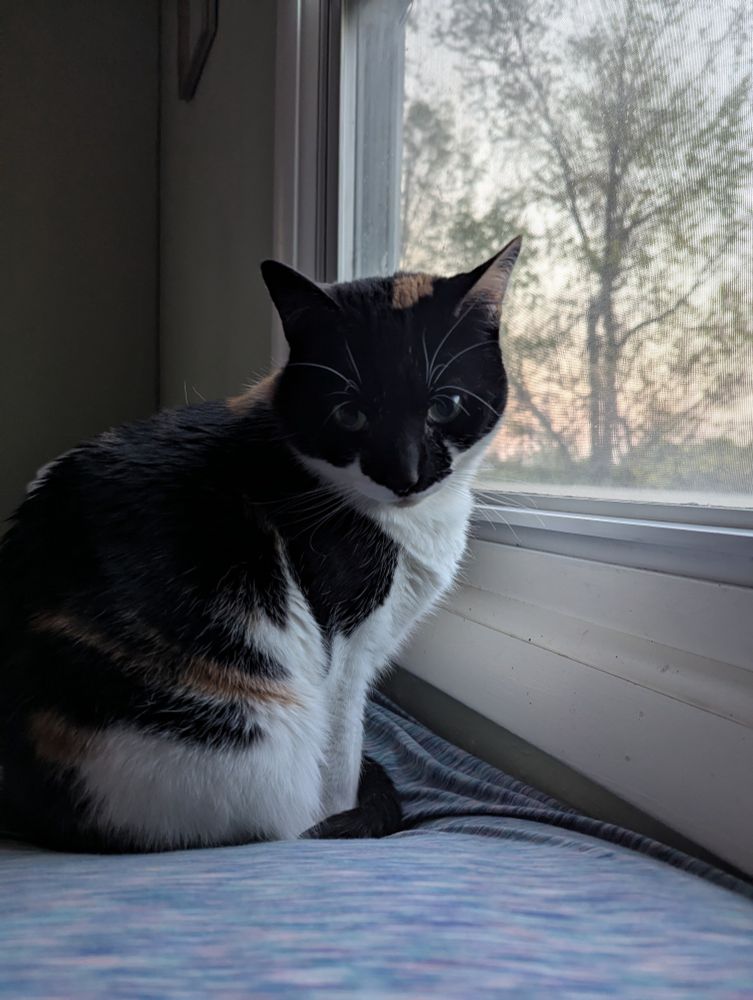 A picture of my calico cat, Holly, sitting on my bed near the window. She's staring at the camera curiously. 