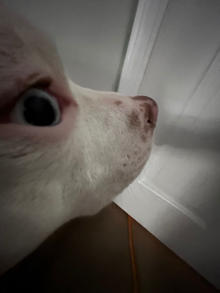 photo of a white dog with blue eyes from a 0.5 side view, making his head and eyes look big but his snout look small