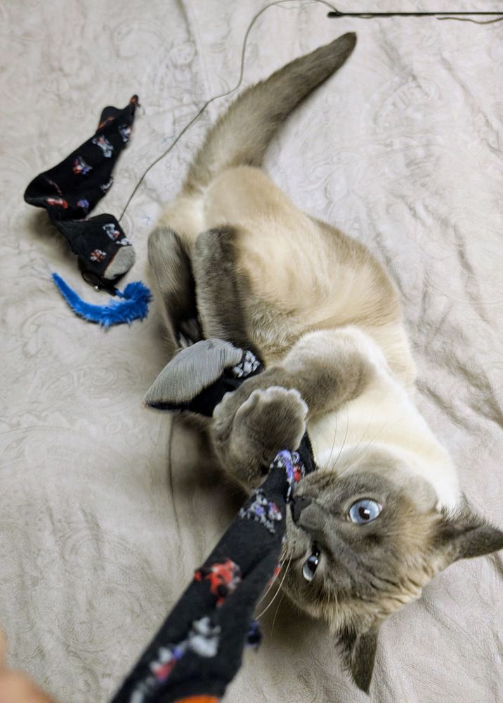 Cat attacking a sock