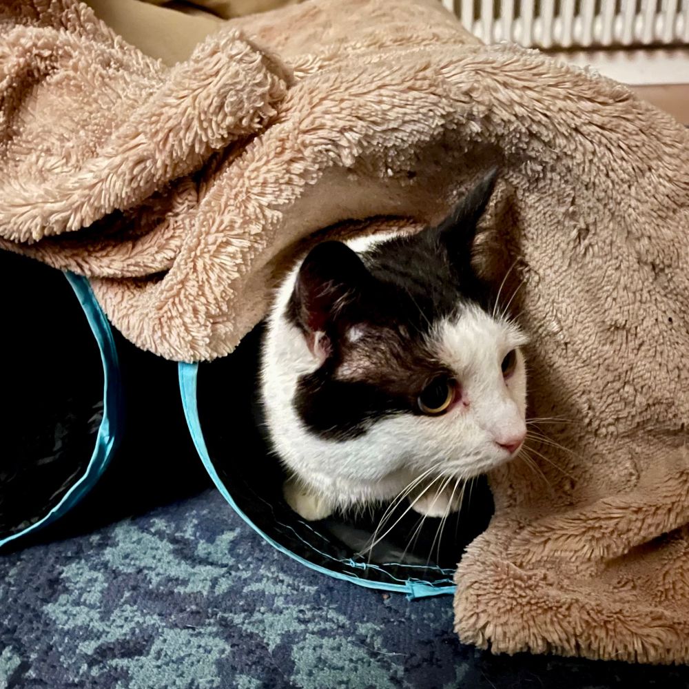 Jude, a black and white cat, is crouching down inside his cat tunnel which is covered by a large brown furry blanket inside his home. Jude is hiding from loud fireworks which are happening outside. 