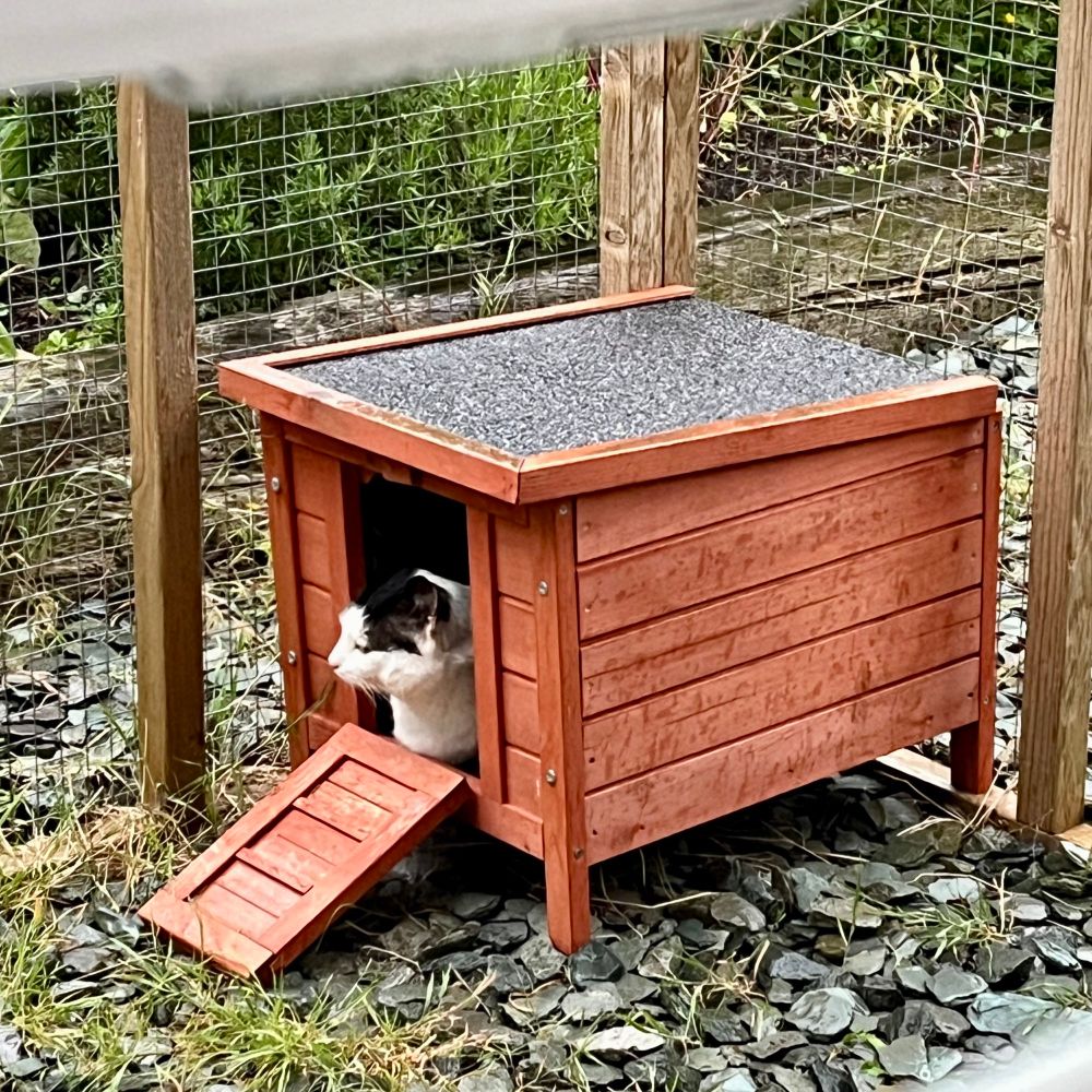 Jude, a black and white cat, is sitting inside his log cabin, which is inside his outdoor catio. The ground is wet as Jude shelters from the rain. He is looking to the side, left of the camera. 