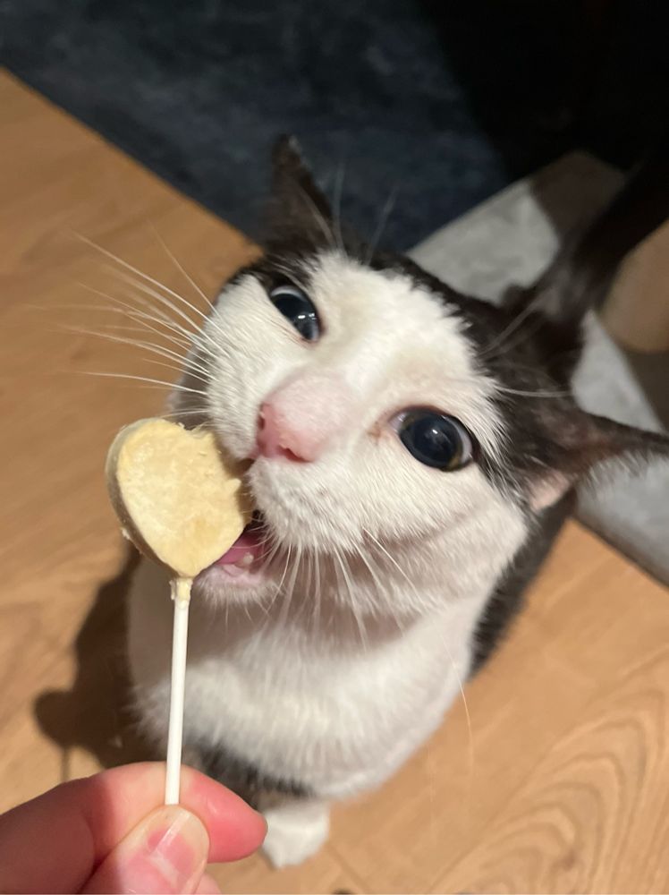 Jude, a black and white cat, is eating a white heart shaped lolly, made for cats. One of his eyes is half closed as he enjoys the lolly. 