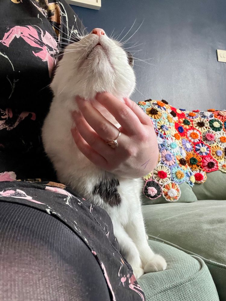 Jude, a black and white cat, is standing on a light green sofa inside his home, leaning against his human whose arm is around him, giving his chin a scratch. Jude’s head is looking up towards the ceiling. 