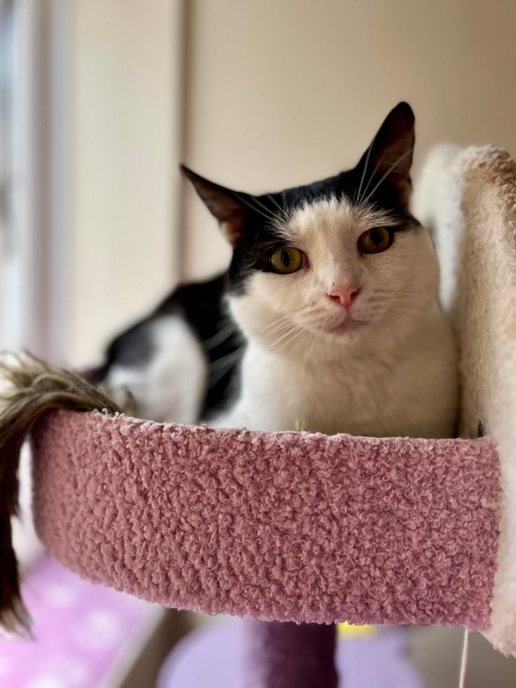 Jude, a black and white cat, is sitting on his pink furry cat tree shelf, looking towards the camera. He has a small pink nose. 