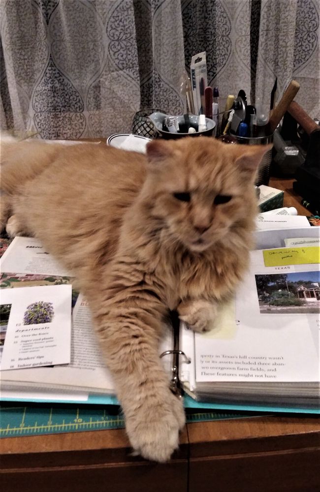 Large fluffy orange cat sprawled on open looseleaf book. 