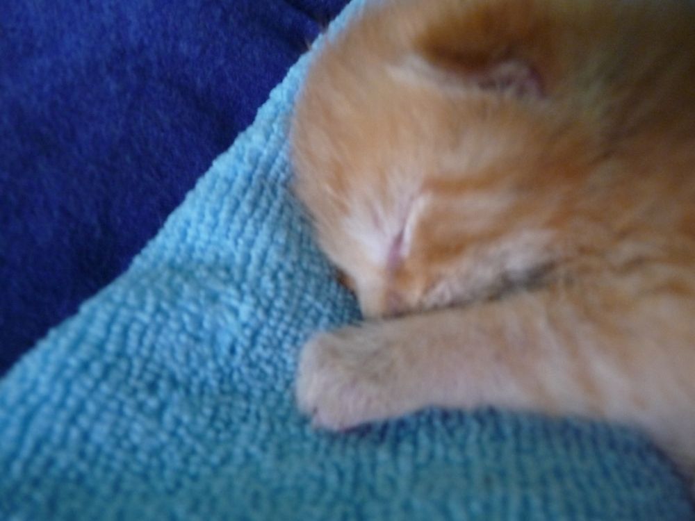 Days-old orange kitten sleeping on a blue cloth.