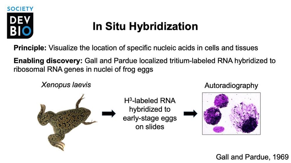 Formation and detection of RNA-DNA hybrid molecules in cytological preparations. Proc Natl Acad Sci U S A. 1969