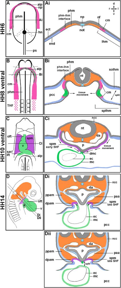 Diagram showing developmental stages of the chicken embryo heart, with labeled cross-sections and ventral views from stage HH6 to HH14. Coloured regions identify anatomical structures such as the paraxial and lateral head mesoderm, neural plate, neural tube, and early and late second heart field, illustrating tissue movements and the continuum between first and second heart fields during heart formation.