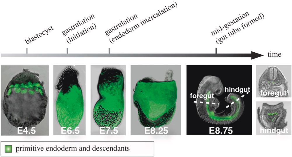 Distribution of primitive endoderm and cellular descendants until midgestation.
