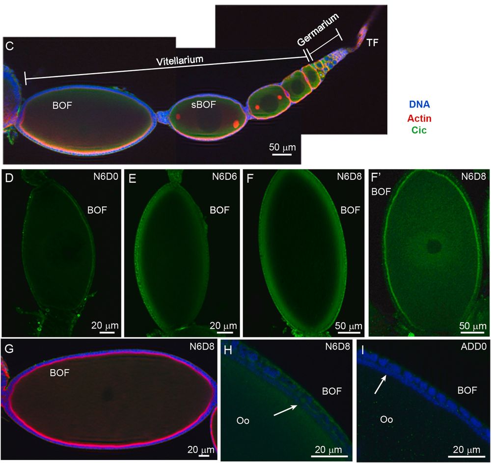 B. germanica capicua (cic): Expression and localization

