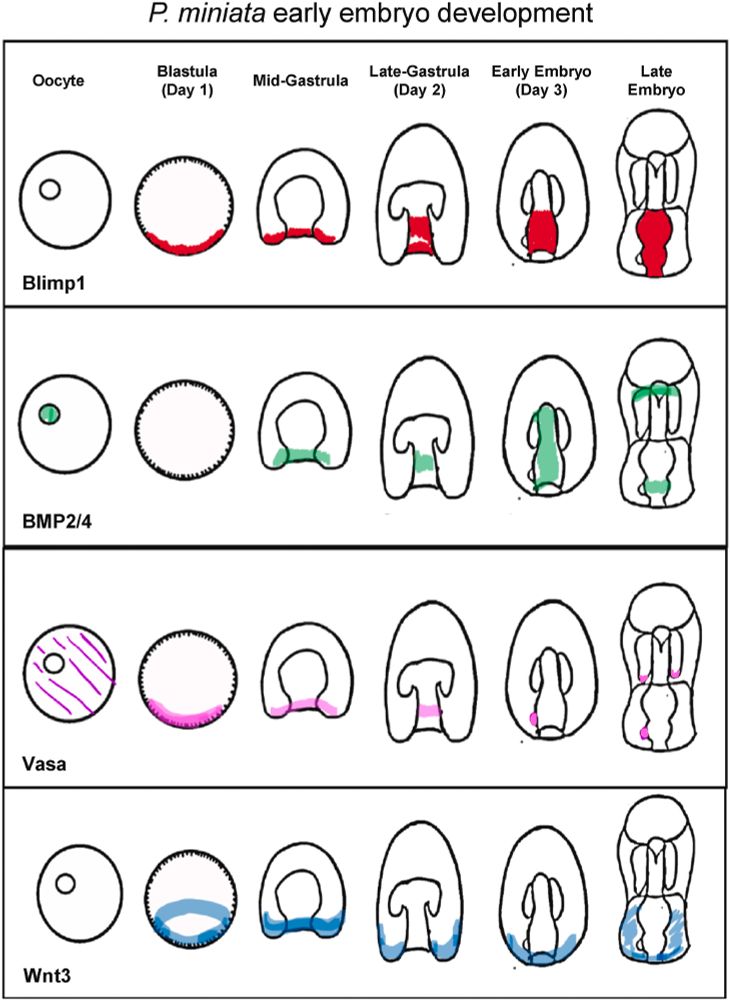 Sea star embryo development. Blimp1 mRNA expression localizes at the oocyte's vegetal site, similar to Vasa and Wnt, important genes for germline formation. 