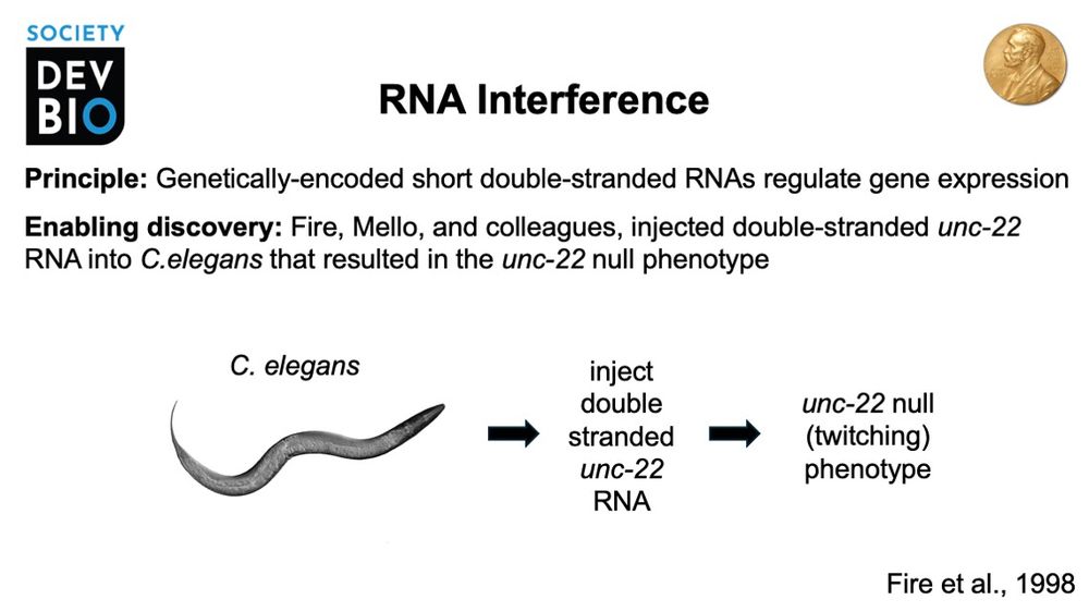 Potent and specific genetic interference by double-stranded RNA in Caenorhabditis elegans. Nature. 1998