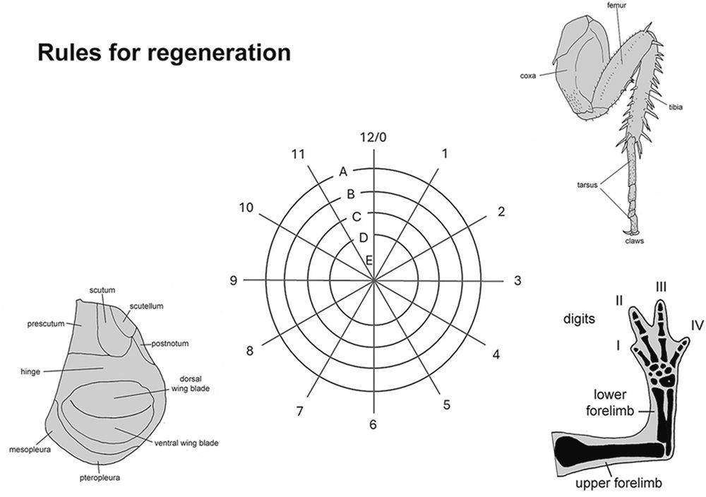 Diagram captioned "Rules of regeneration". Centre, a polar coordinate system; bottom left, a Drosophila wing imaginal disc; bottom right, a tetrapod limb; upper right, an insect limb.