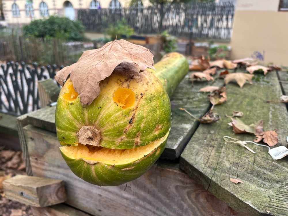 #Compost place Sainte-Madeleine : courge transformée en crocodile