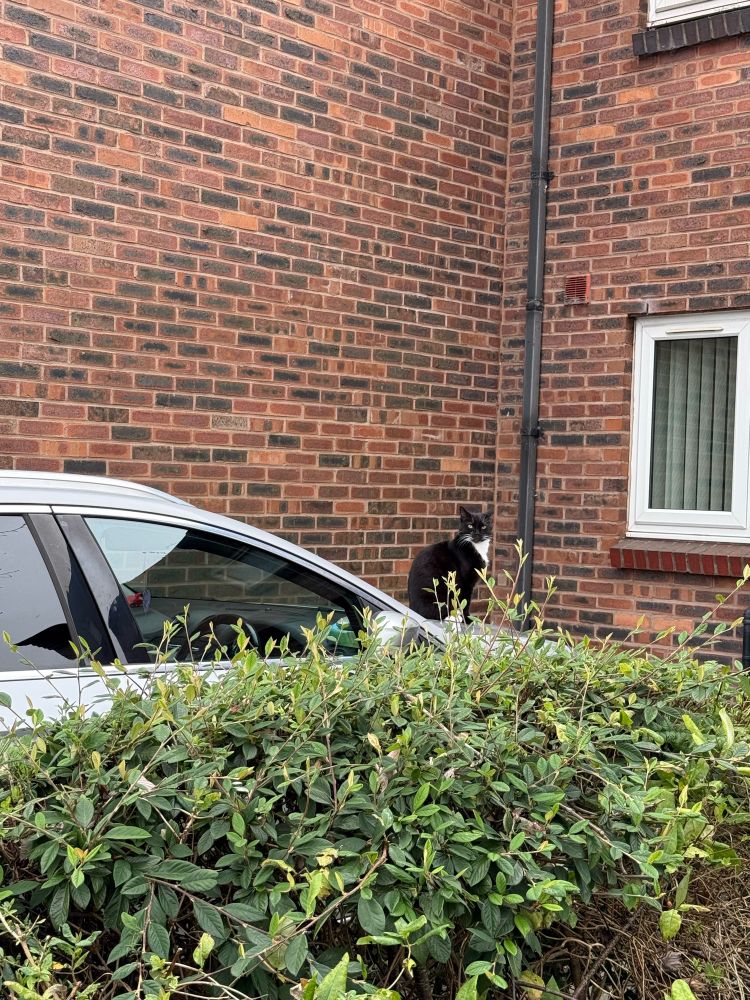 A black and white cat sitting on a bonnet of a car in a driveway, with some unkempt bushes at the front