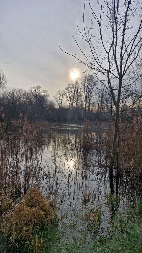Des jardins inondés. On voit un pâle soleil d'hiver dans un ciel gris. Au fond, des arbres. Au premier plan, des broussailles. Reflet du soleil dans l'eau. 