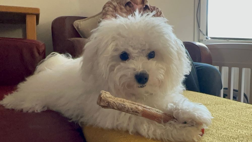 A white Bolognese puppy, laying facing us. He holds a Bully stick in his paws. He is white and woolly with a black nose and two black eyes. His wars are half-perked