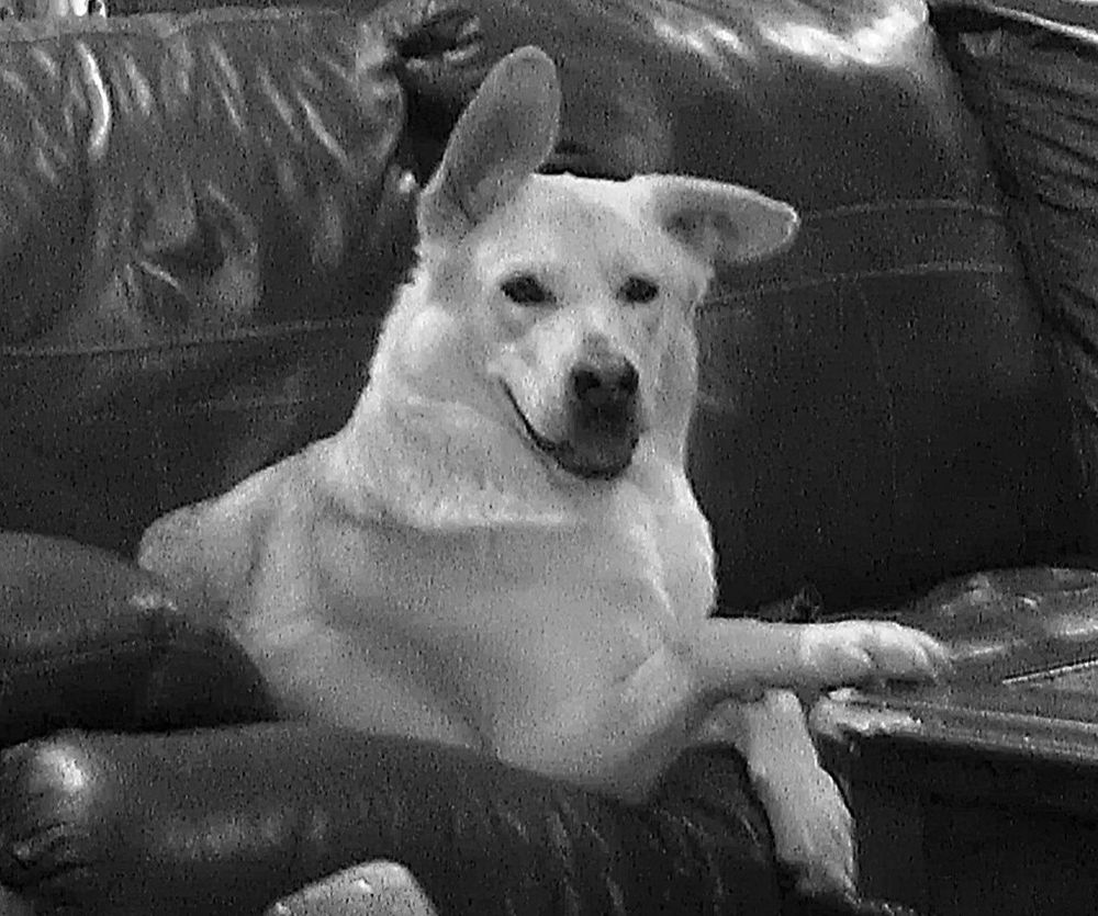 White German Shepard sitting on a couch with her legs crossed smiling. 