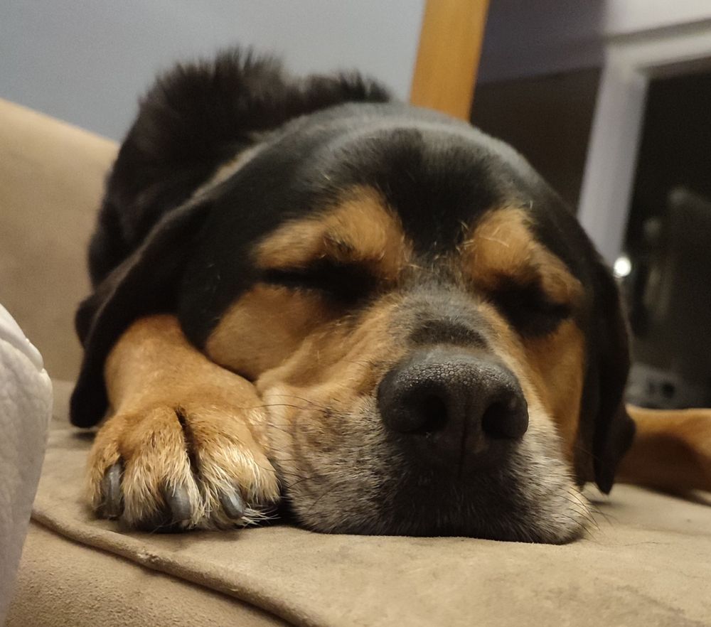 Schlafender Rottweiler-Labrador-Mix (Atze) schlafend, Nahaufnahme von seinem Gesicht