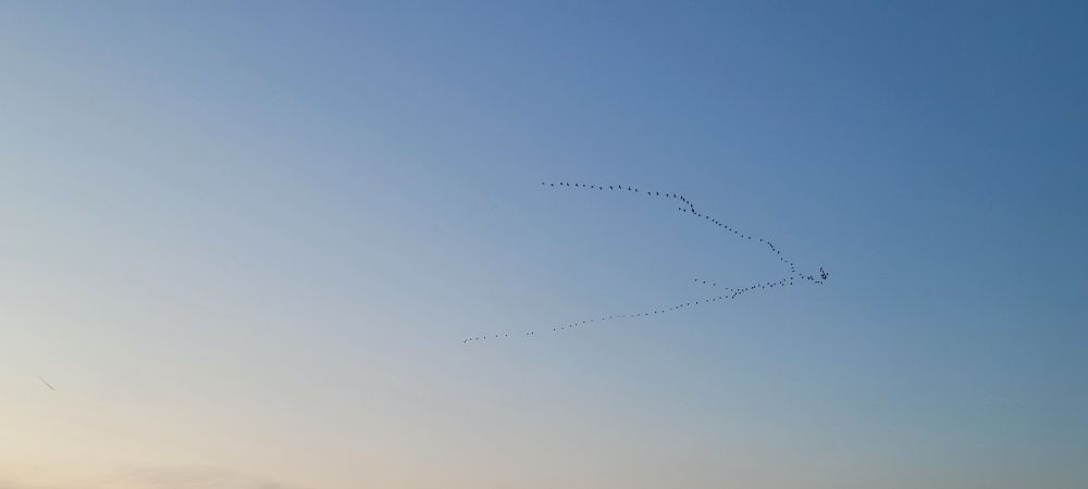 Kraanvogels boven Gulpen