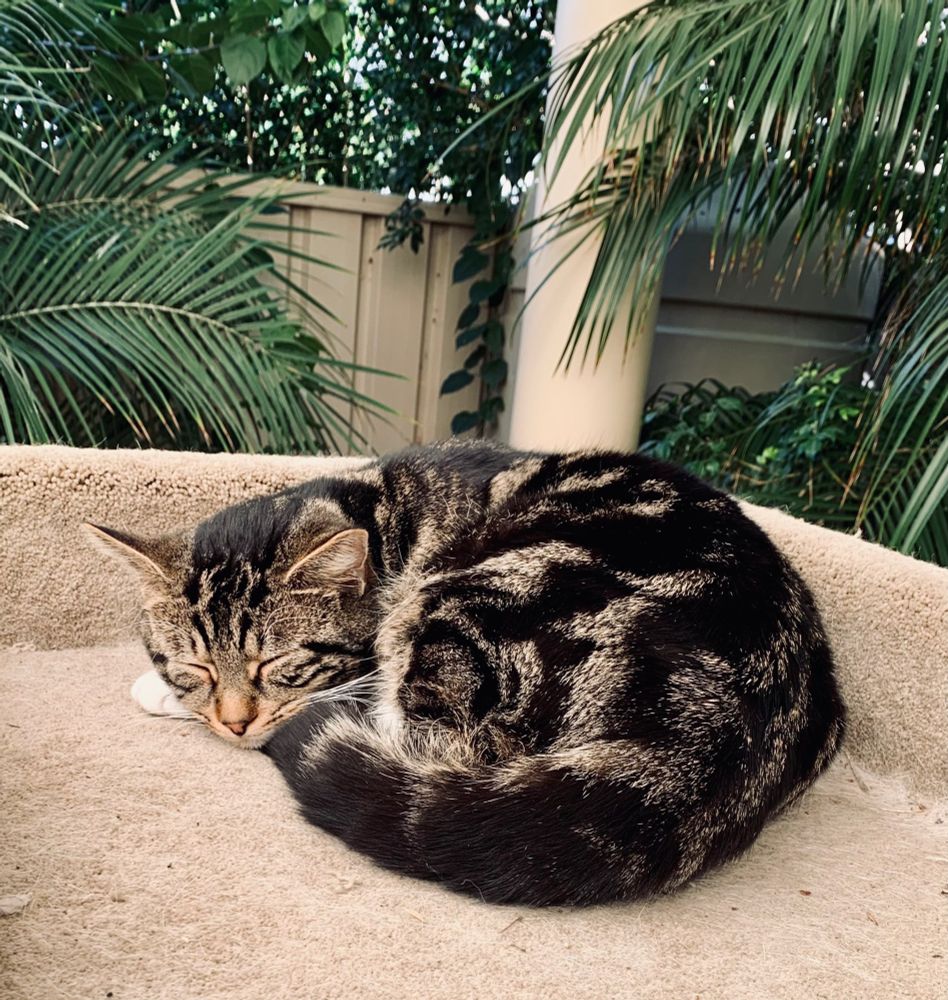 A black and tabby striped cat sleeping on a beige carpeted cat post 