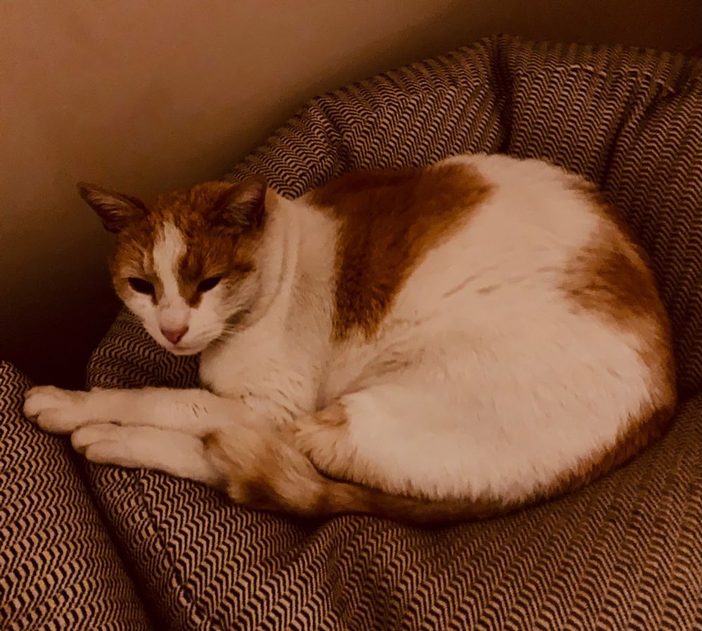 A white and ginger cat curled up on a beanbag looking tired and grumpy