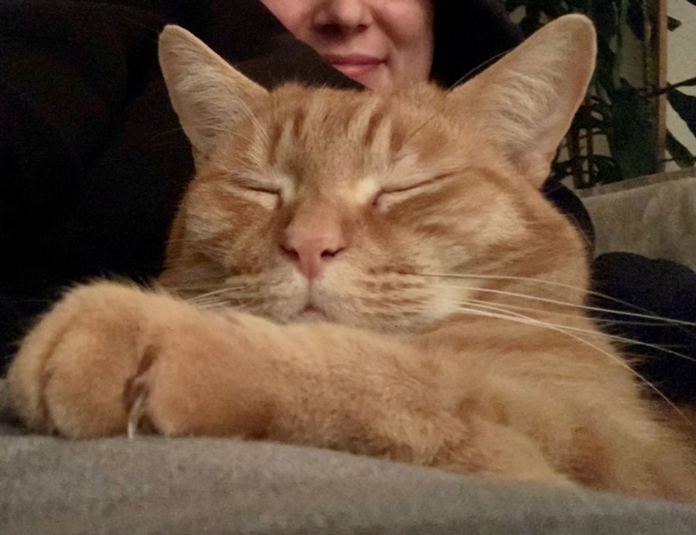 A close up of the serenely sleeping face of a ginger cat